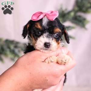 Meadow (House training), Mini Bernedoodle Puppy
